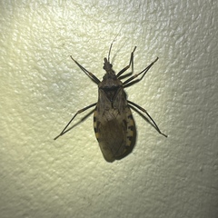 Panstrongylus geniculatus