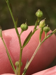 Linum striatum
