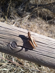 Eyprepocnemis plorans