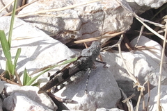 Oedipoda