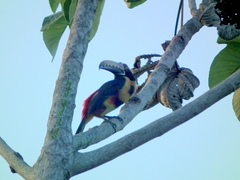 Pteroglossus torquatus