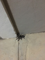 Harpactirinae