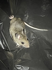 Peromyscus sonoriensis