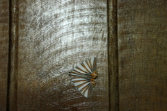Pityeja histrionaria