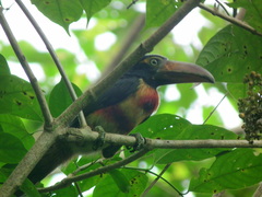 Pteroglossus torquatus