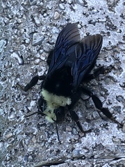 Bombus vosnesenskii