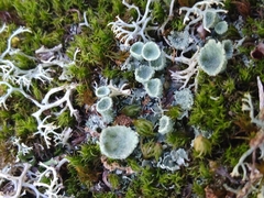 Cladonia fimbriata