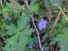 Geranium caespitosum