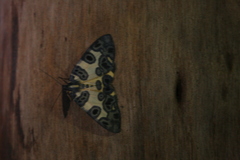 Pantherodes
