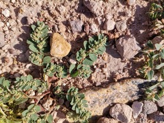 Euphorbia stictospora