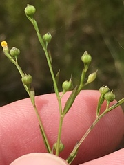 Linum striatum