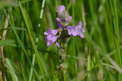 Physostegia parviflora