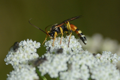 Ichneumon