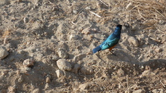 Lamprotornis superbus