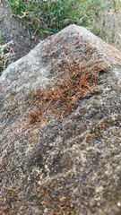Tortula muralis