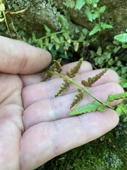 Asplenium × kentuckiense
