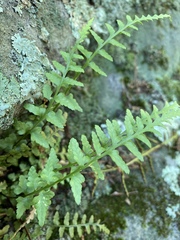 Asplenium × kentuckiense