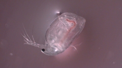 Simocephalus