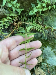 Asplenium × kentuckiense