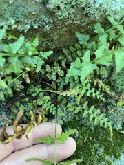 Asplenium × kentuckiense