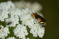 Ichneumon