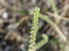 Heliotropium europaeum
