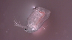 Simocephalus