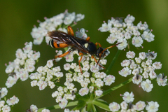 Ichneumon