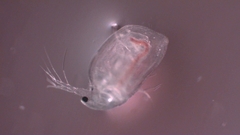Simocephalus