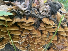 Mensularia radiata
