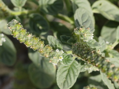 Heliotropium europaeum