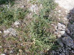 Heliotropium europaeum