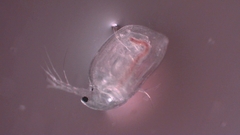 Simocephalus