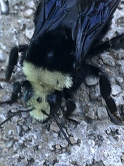 Bombus vosnesenskii
