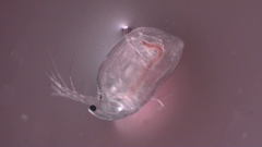 Simocephalus