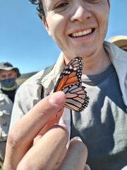 Danaus plexippus plexippus