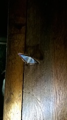 Diaphania