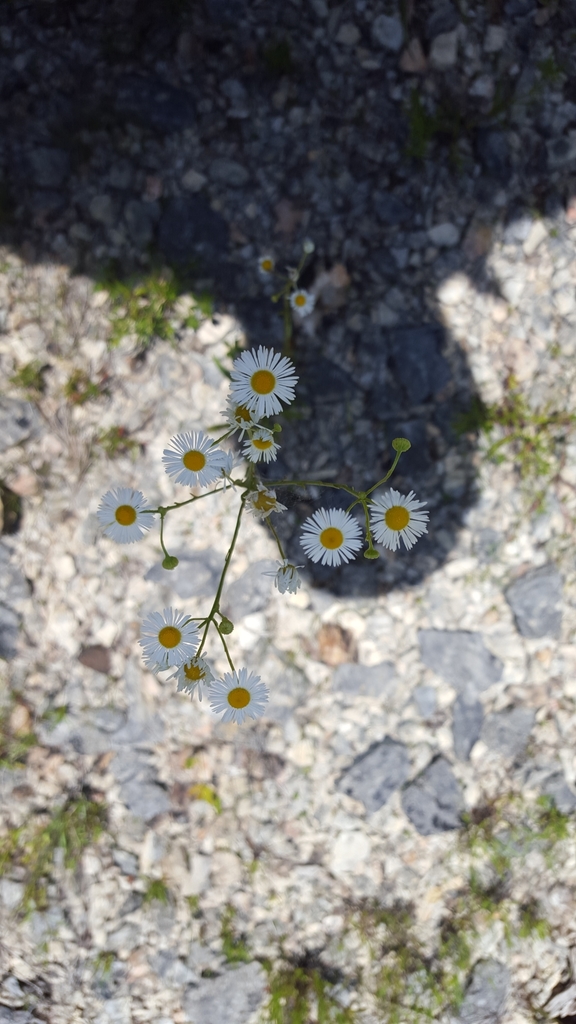 Allison's Fleabane