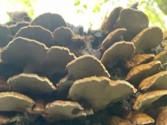 Mensularia radiata