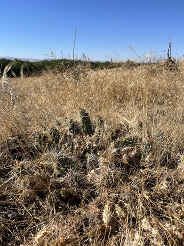 Opuntia debreczyi