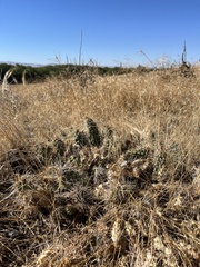 Opuntia × debreczyi