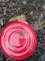 Tigrosa georgicola