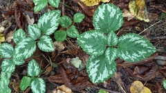 Lamium galeobdolon argentatum