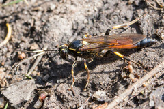 Protichneumon