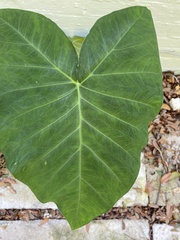 Xanthosoma