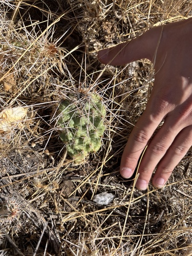Opuntia × debreczyi, photograph 1
