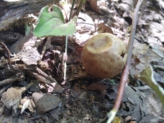 Amphibolips quercusinanis