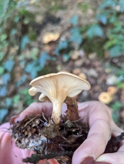 Paralepista flaccida