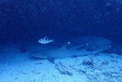 Monotaxis grandoculis