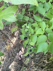 Dasistoma macrophylla